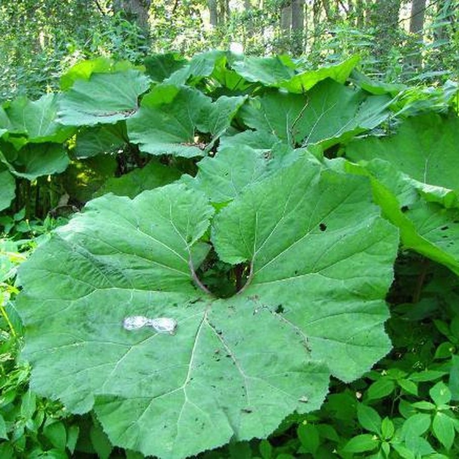 Речной лопух