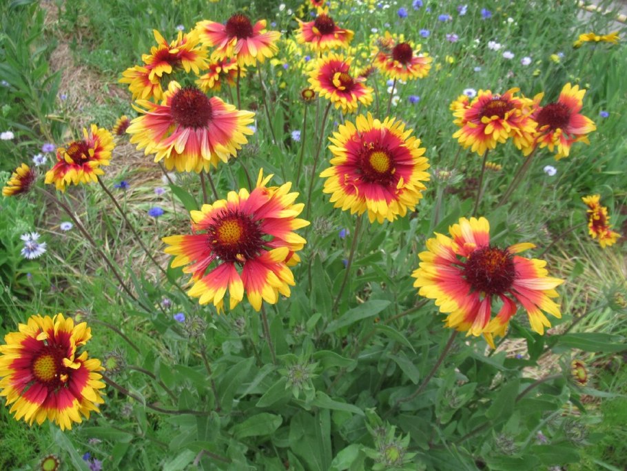 Гайлардия остистая