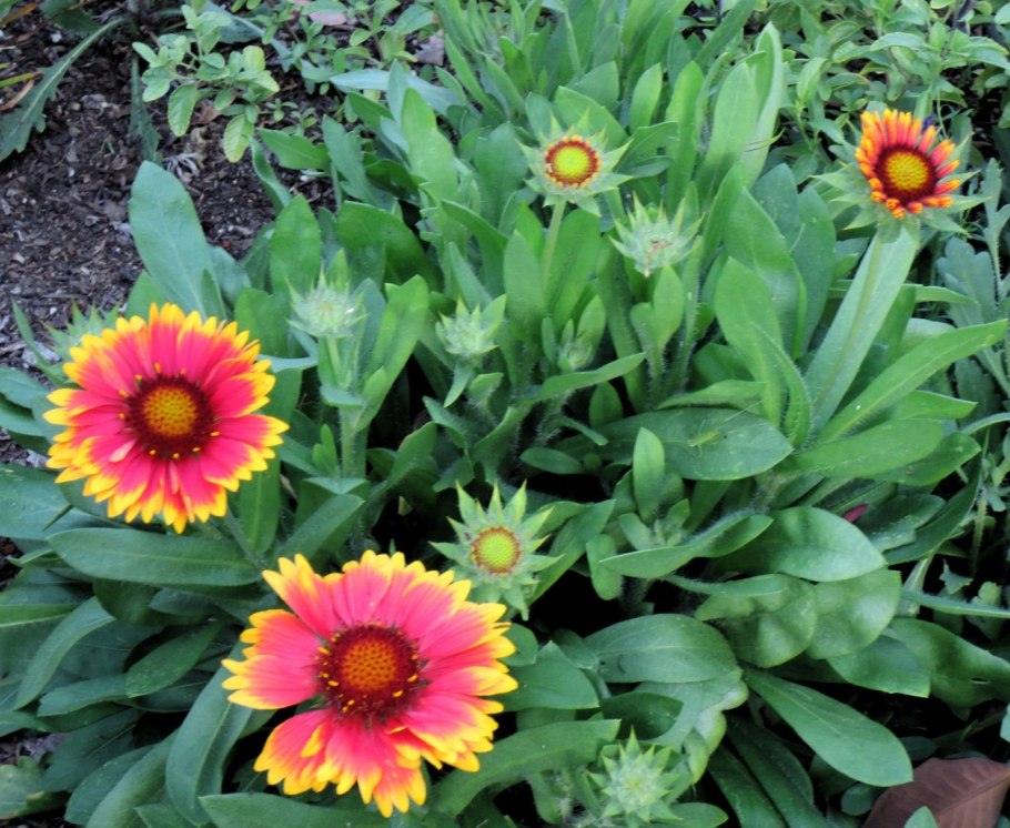 Dazzler гайлардия