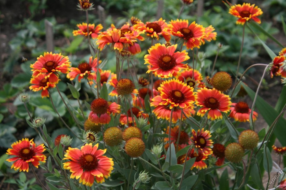 Гайлардия pulchella