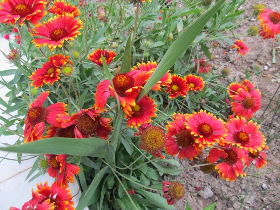 Гайлардия цветок на даче фото и описание