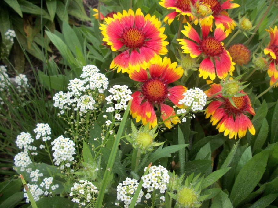 Гайлардия на клумбе