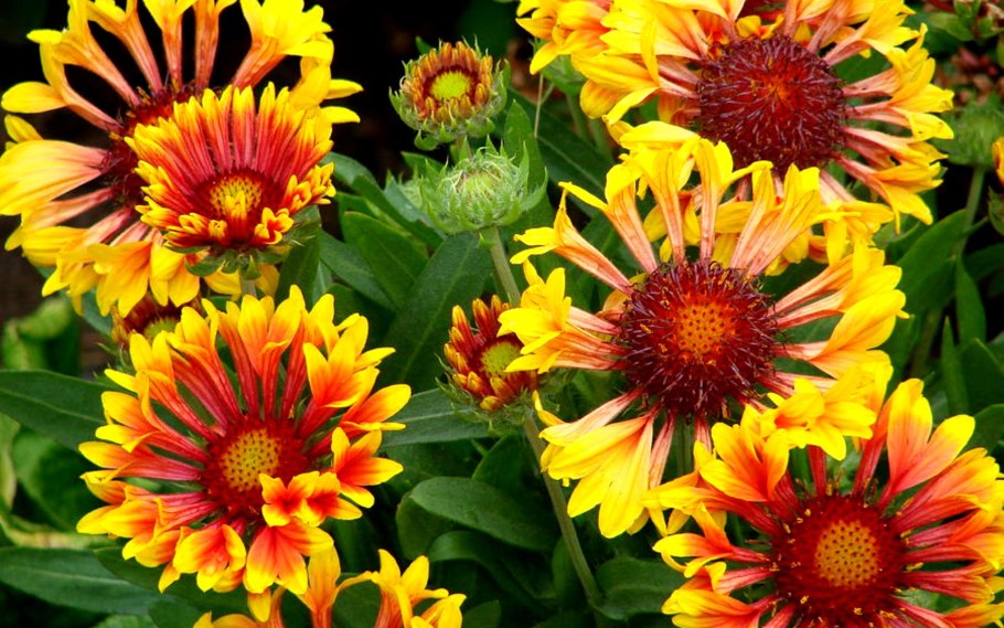 Гайлардия Лоллипап двухцветная