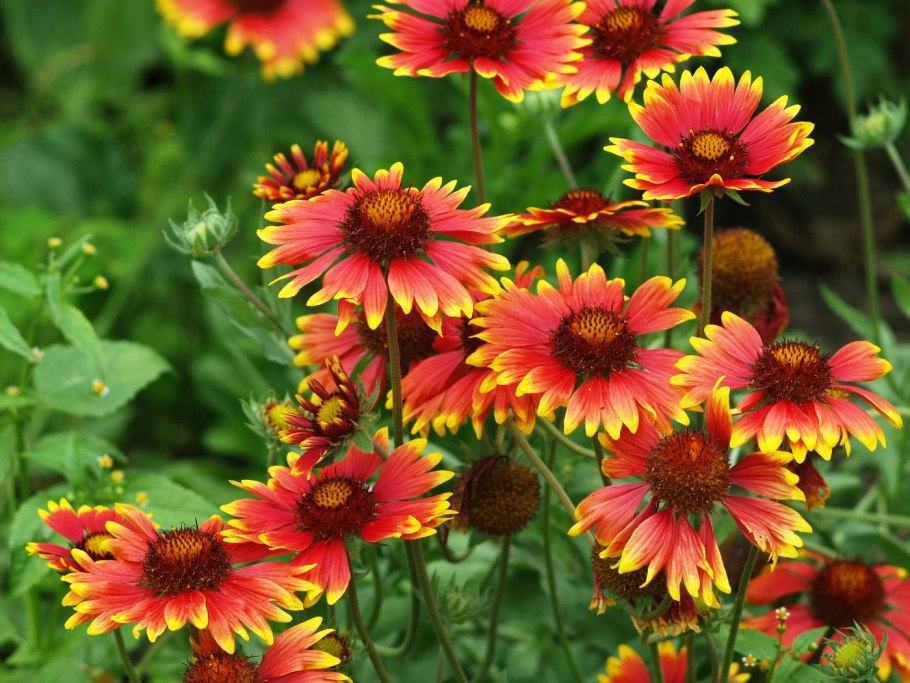 Гайлардия остистая