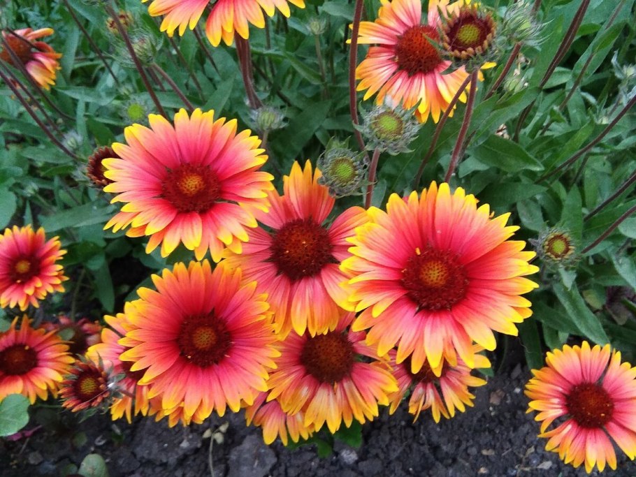 Гайлардия грандифлора