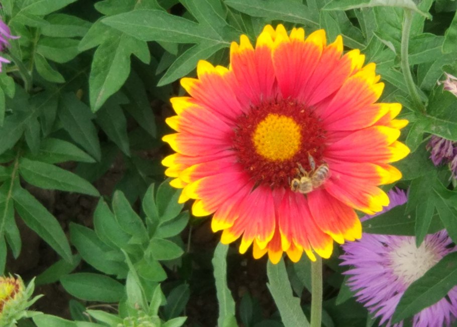 Гайлардия Монтана