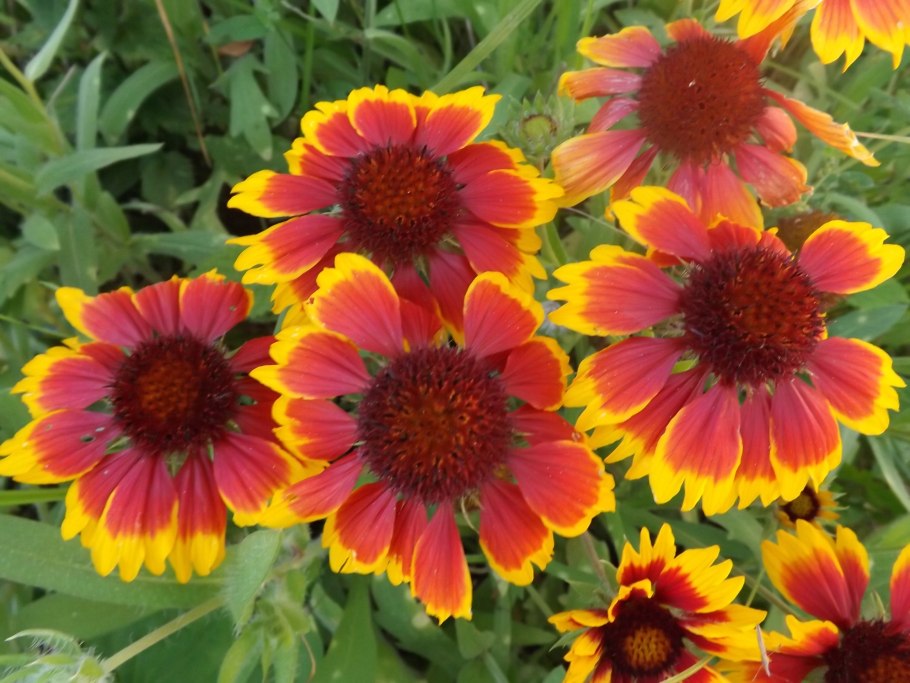 Гайлардия грандифлора Аризона Сан