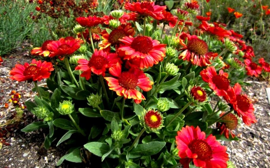 Гайлардия грандифлора Аризона