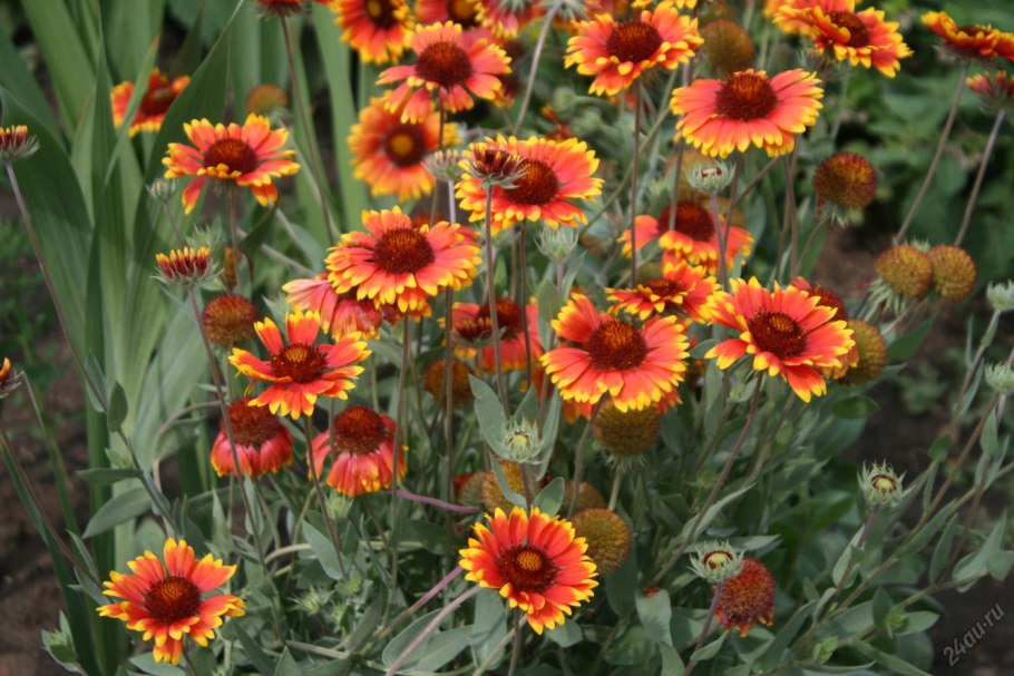 Гайлардия Лоренциана