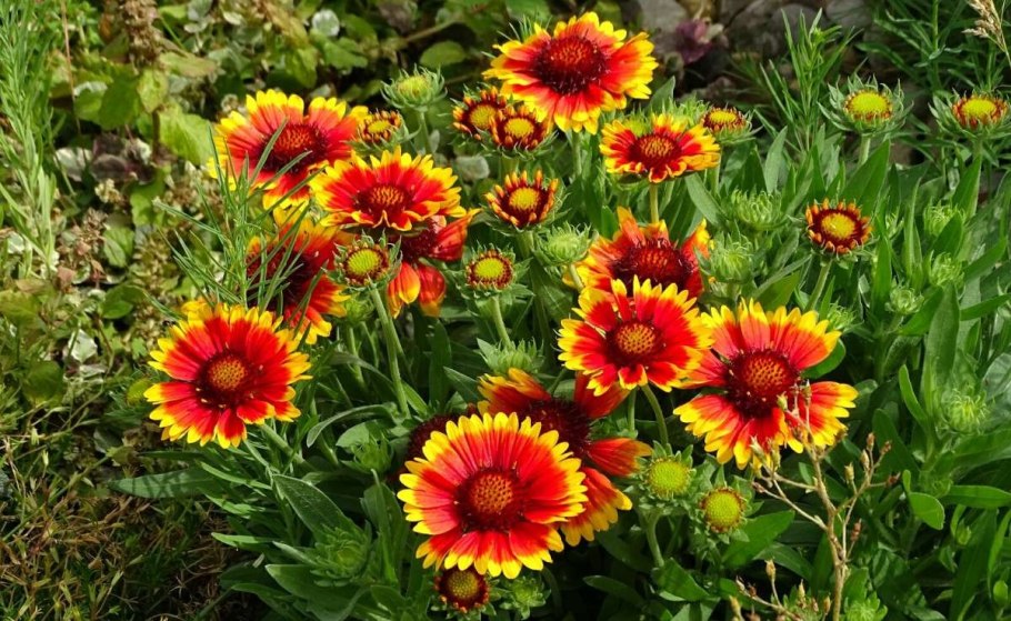 Гайлардия остистая Гоблин