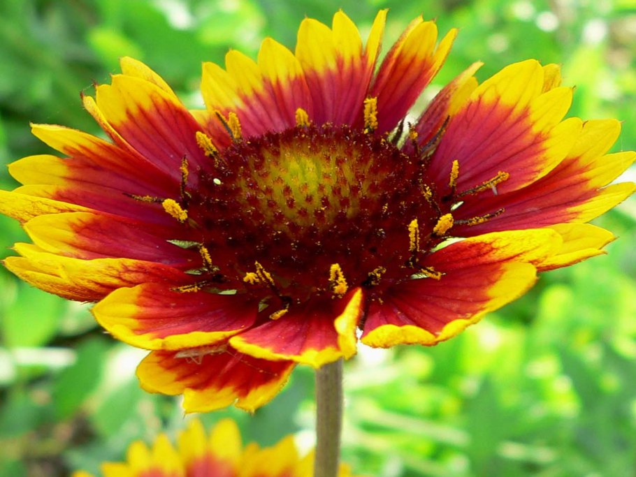 Гайлардия остистая Gaillardia aristata