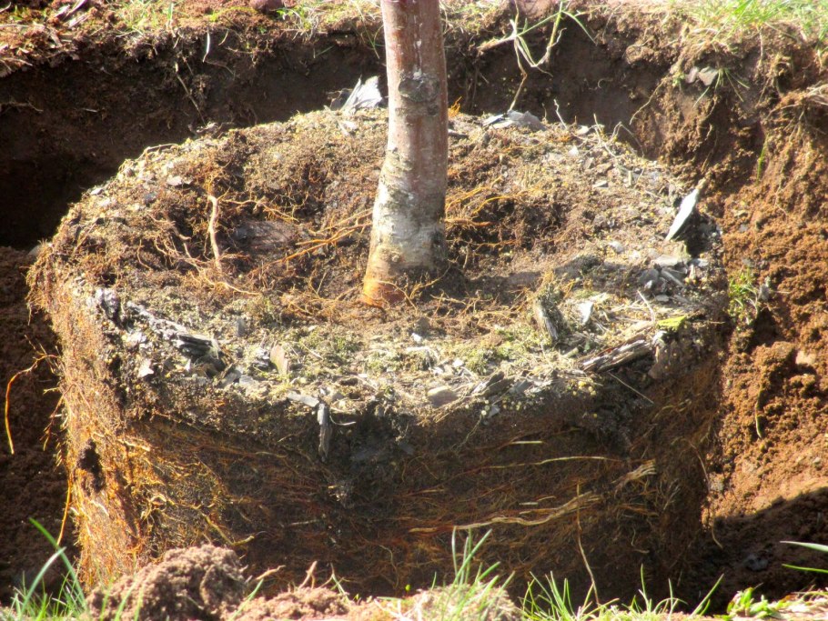 Посадка саженцев