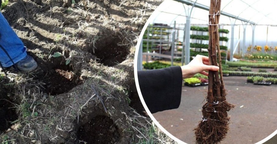 Молодежь сажает деревья