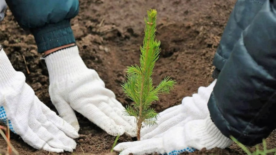 Розы растущие в грунте