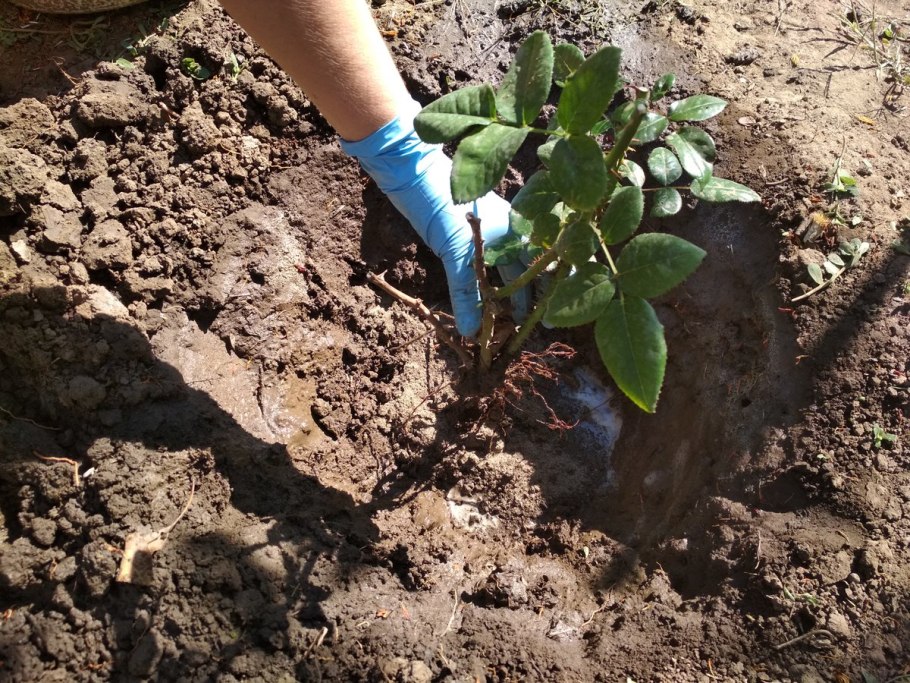 Посадка фруктовых деревьев