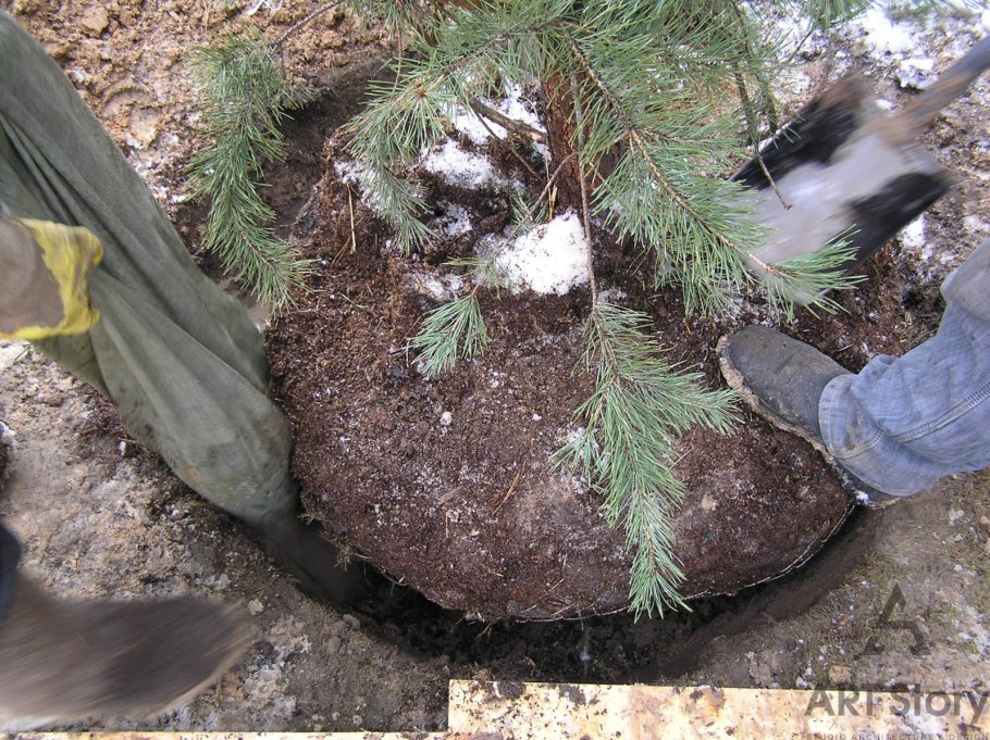 Мульчирование кипариса