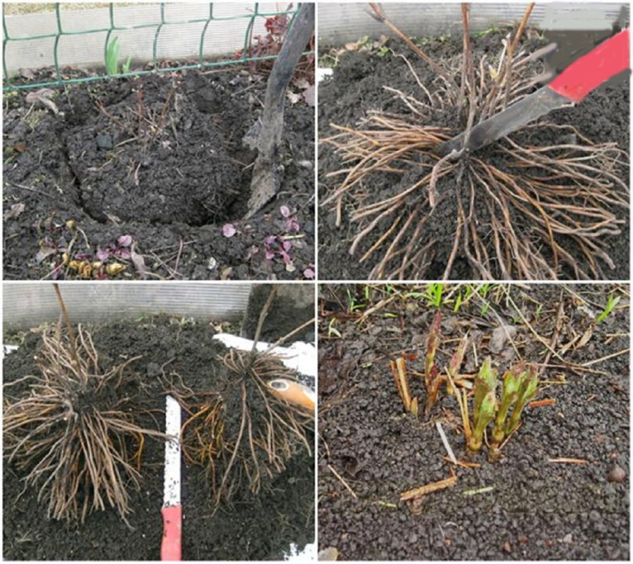 Туя Смарагд посадка