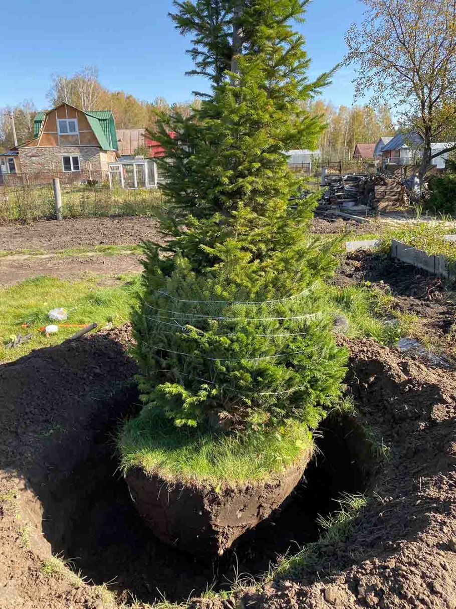 Высадка деревьев в тайге