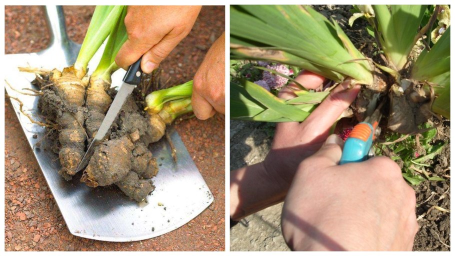 Высадка роз в открытый грунт