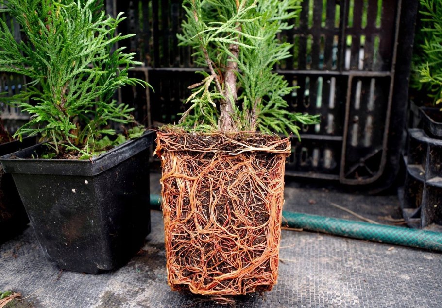 Ель голубая отростки