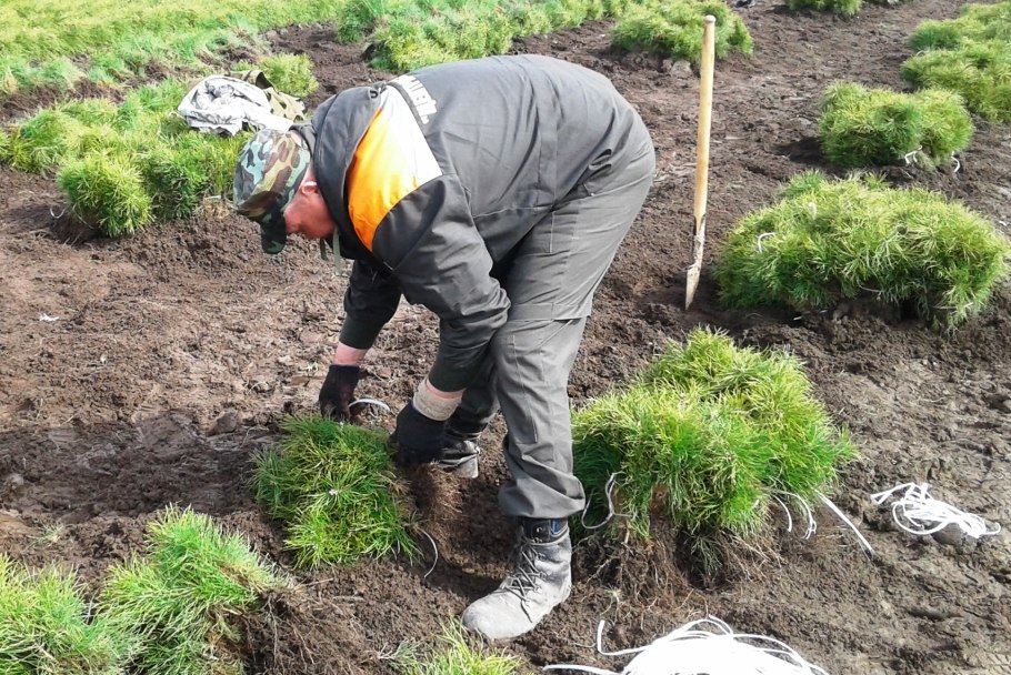 Сажать пересаживать смородину