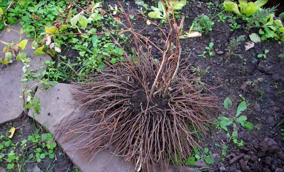 Крупные хвойные деревья Англия