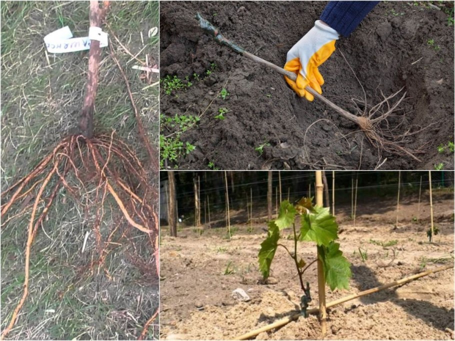 Посадка сосны