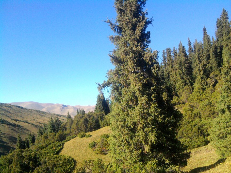 Хвойные можжевельник Стрикта