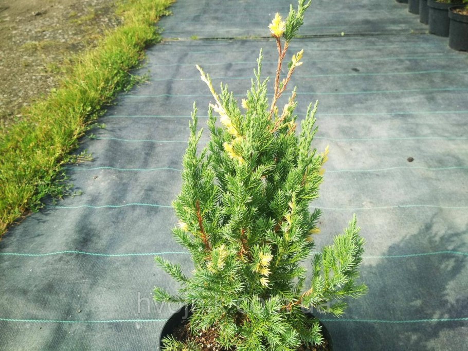 Венок из туи