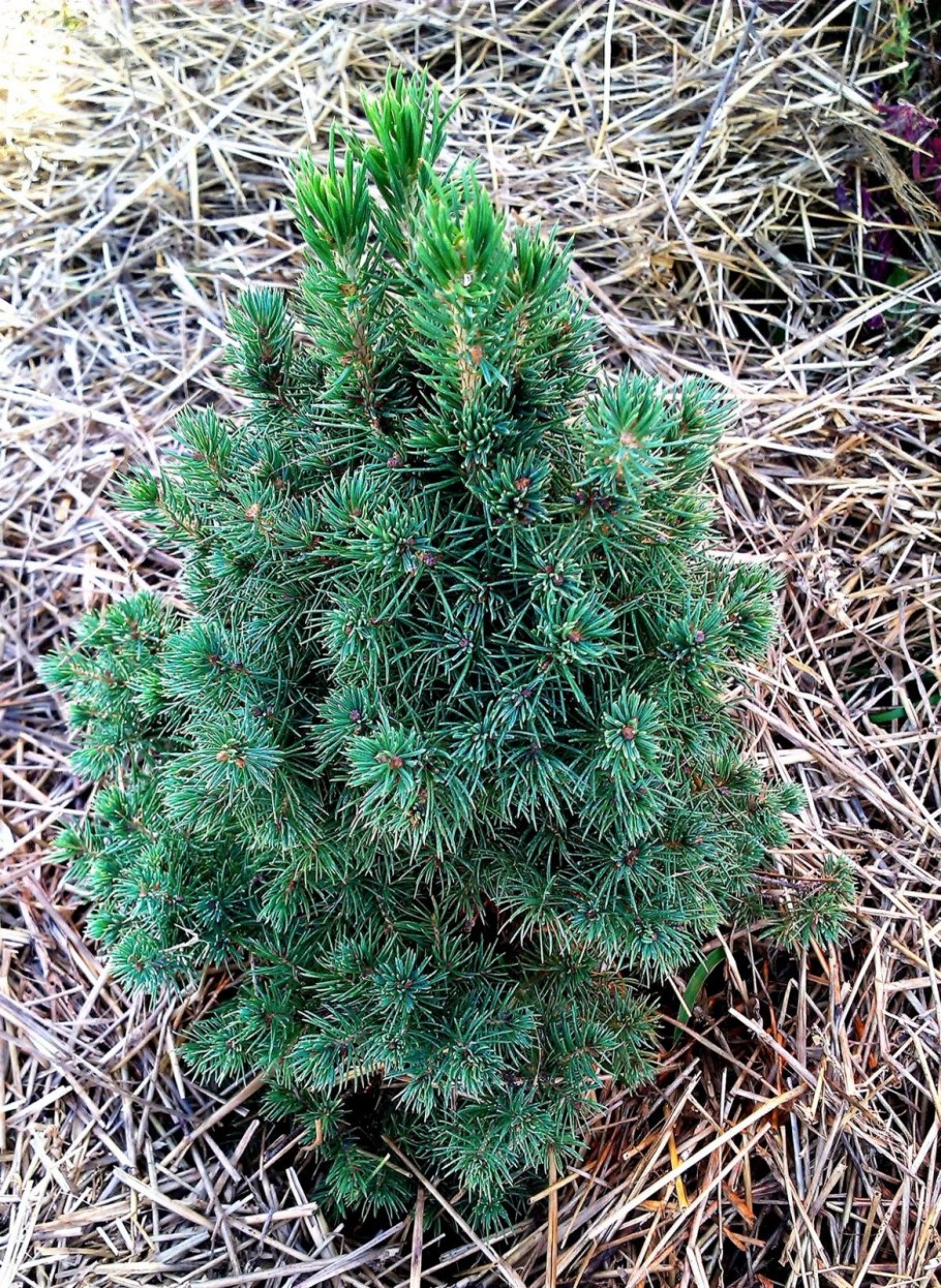 Туя Кипарис можжевельник