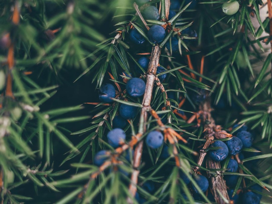 Тис ягодный плоды