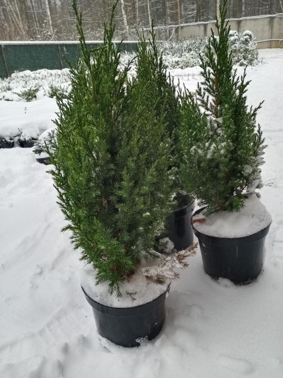 Искусственная елка можжевельник 260 см, литая 100% (Triumph Tree)