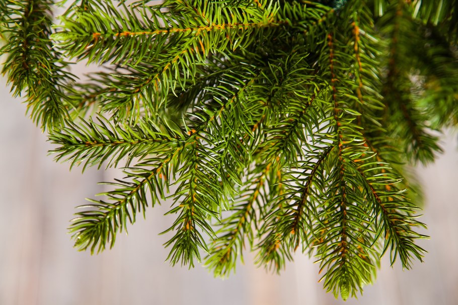 Можжевельник скальный Blue arrow