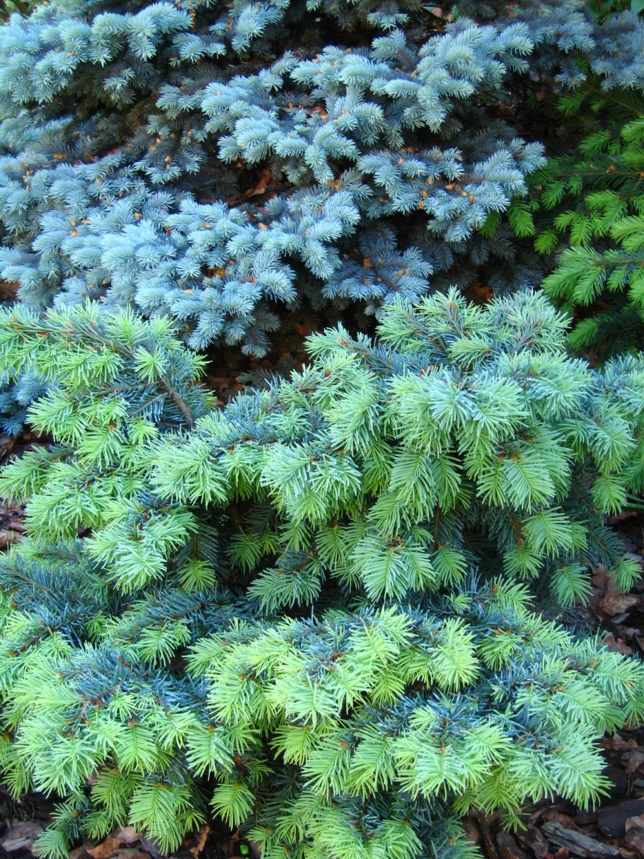 Туя Кипарис можжевельник