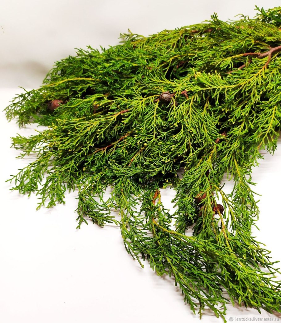 Ель канадская Коника