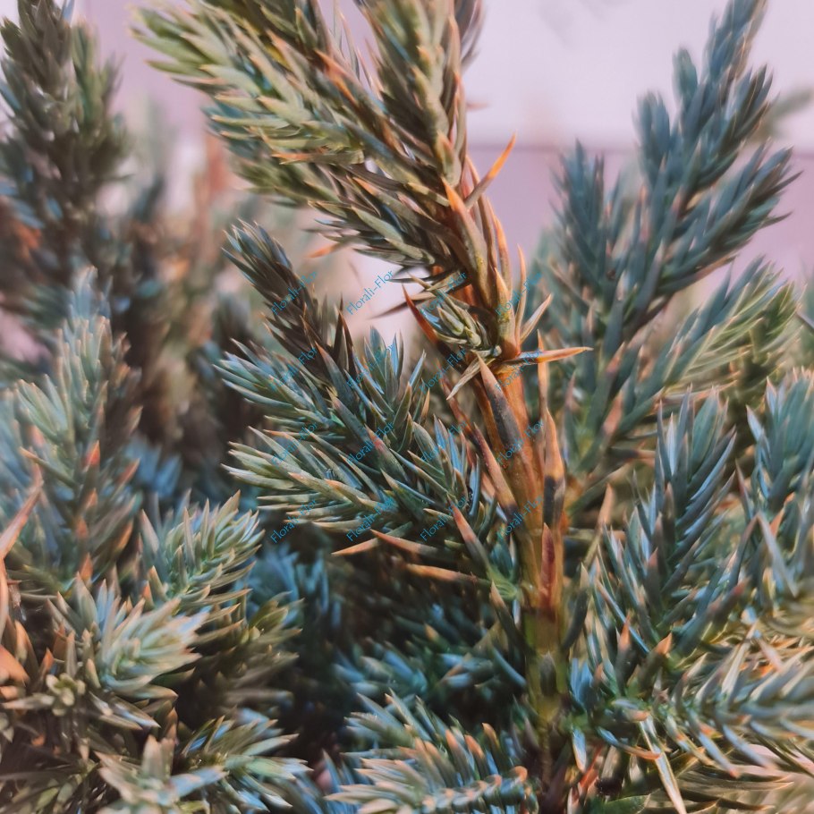 Juniperus squamata 'Hunnetorp'