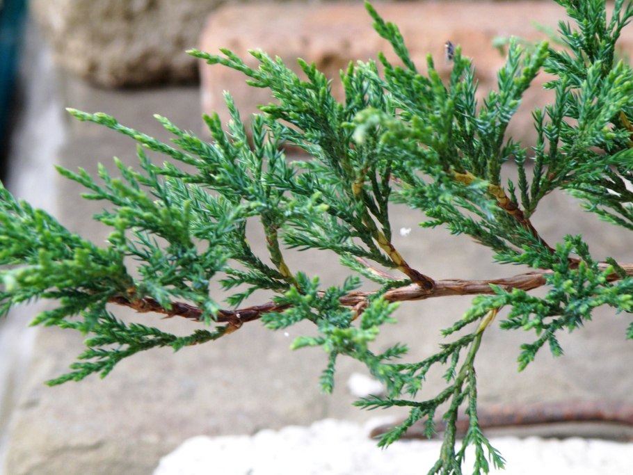 Conifeer можжевельник