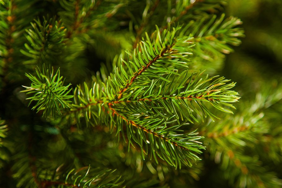 Можжевельник казацкий и спирея