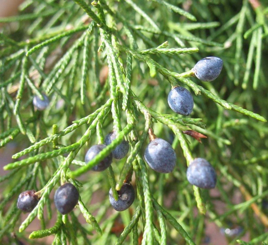Можжевельник Хорстманн