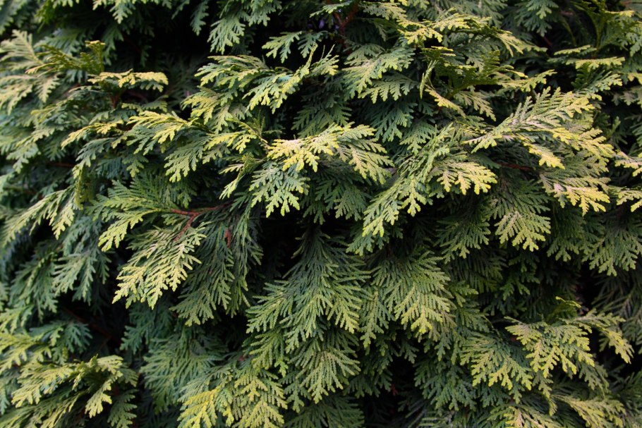 Кипарис вечнозеленый (Cupressus sempervirens)