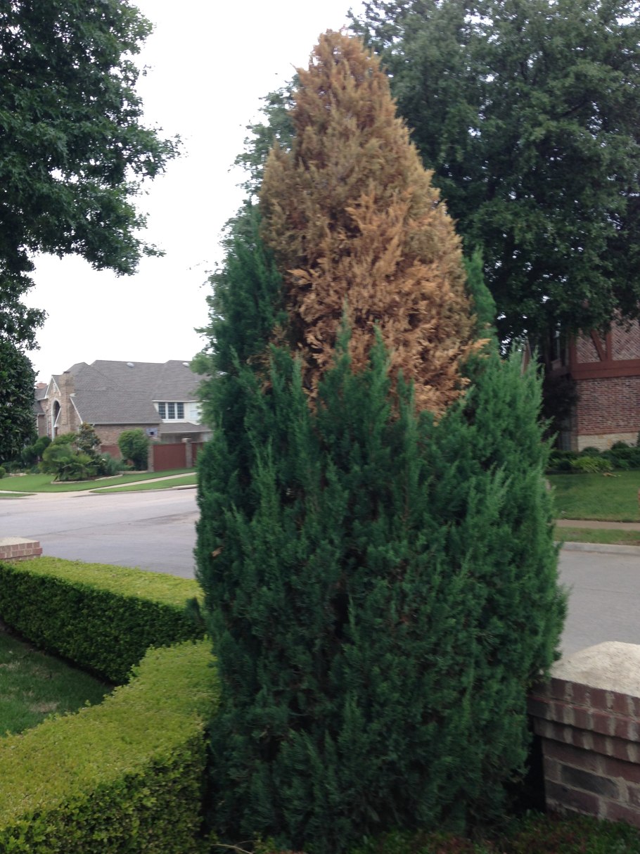 Российская елка можжевельник