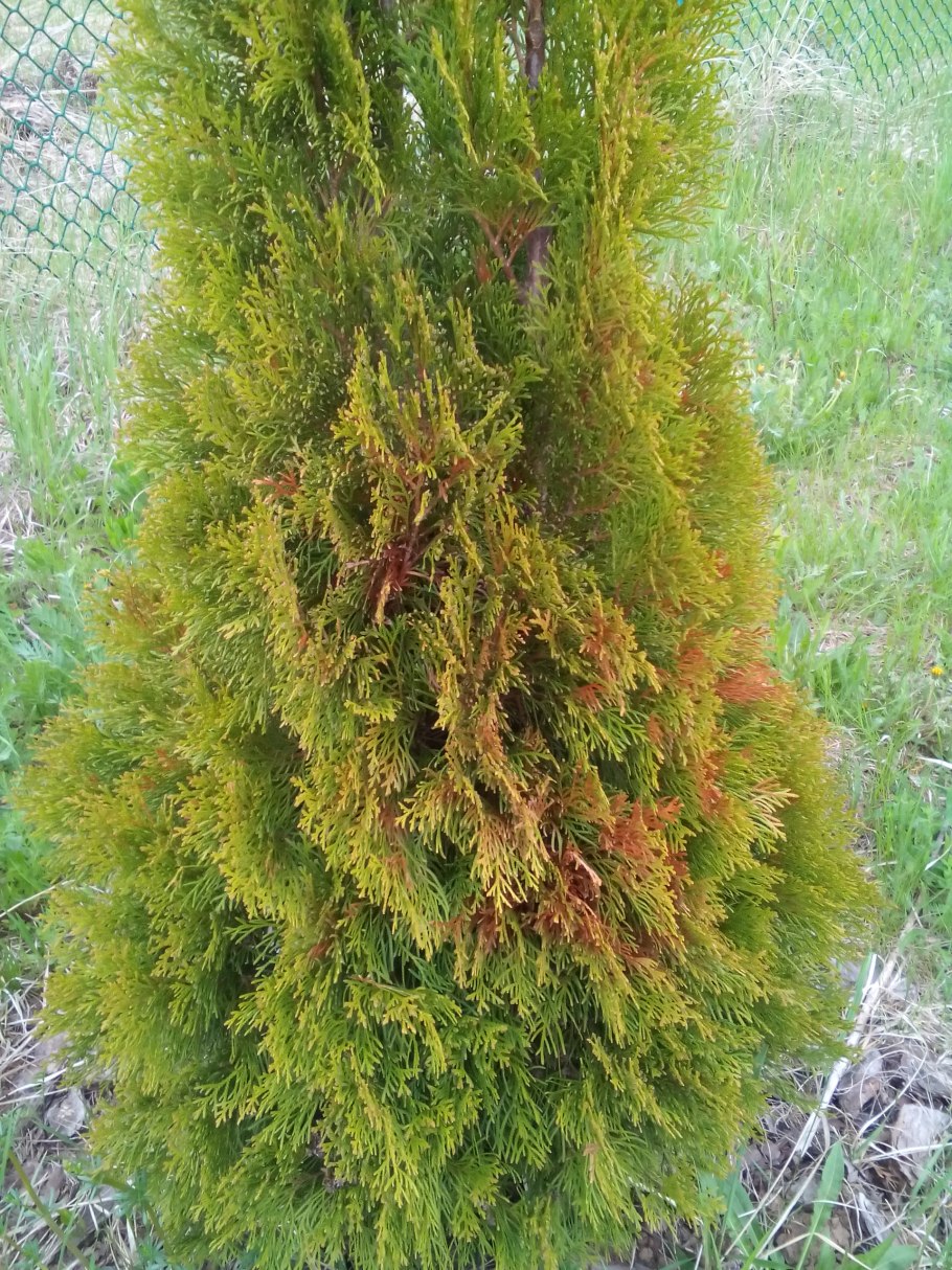 Тис канадский ягодный