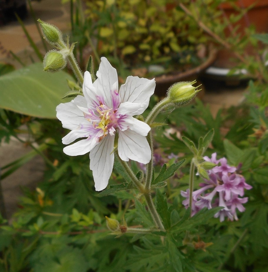 Герань Луговая (Geranium pratense) "Double Jewel"