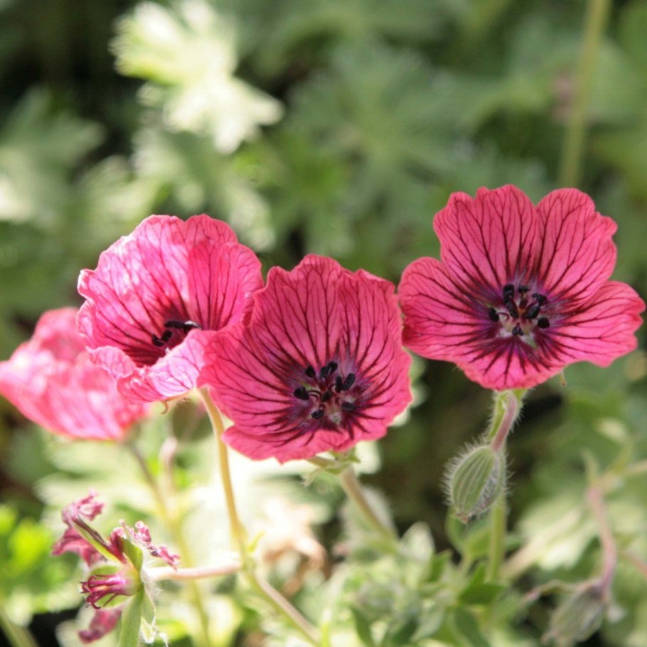 Герань Geranium dusky Crug