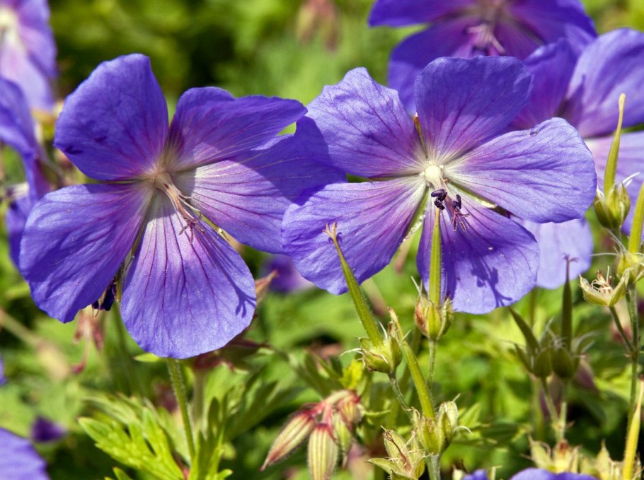 Герань великолепная (Geranium Magnificum)