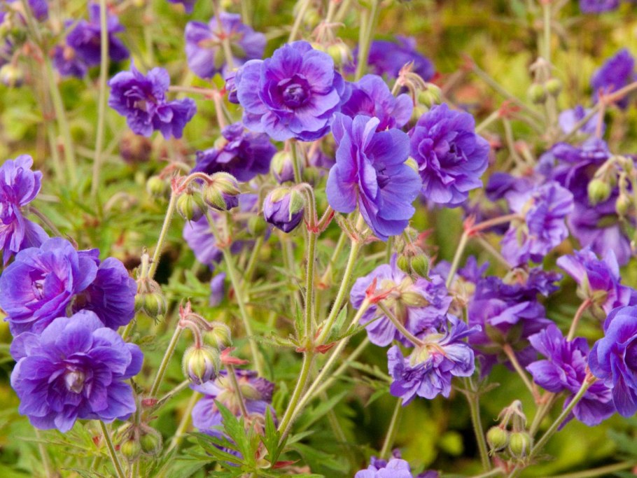 Герань (Geranium) himalayense Gravetye