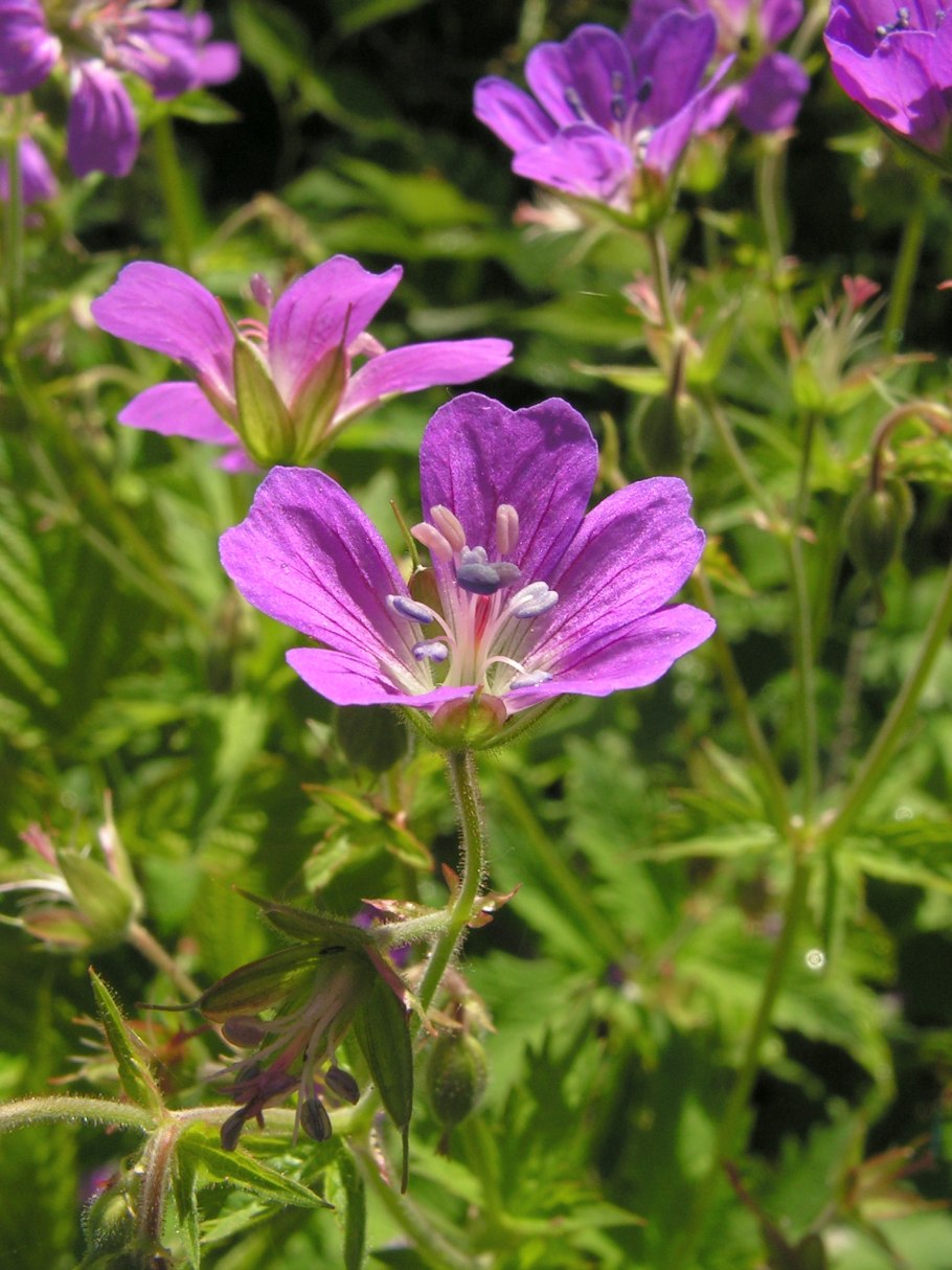 Geranium sanguineum tiny Monster