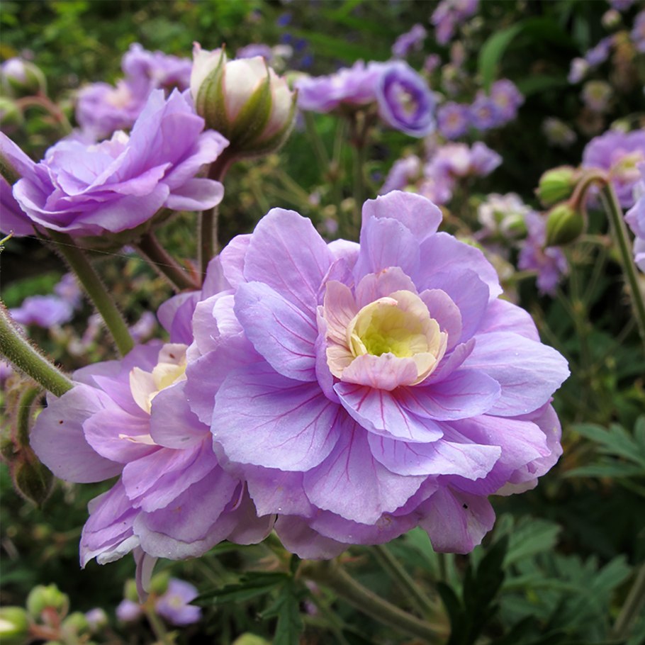 Герань Geranium “Plenum album”(“Double Jewel,
