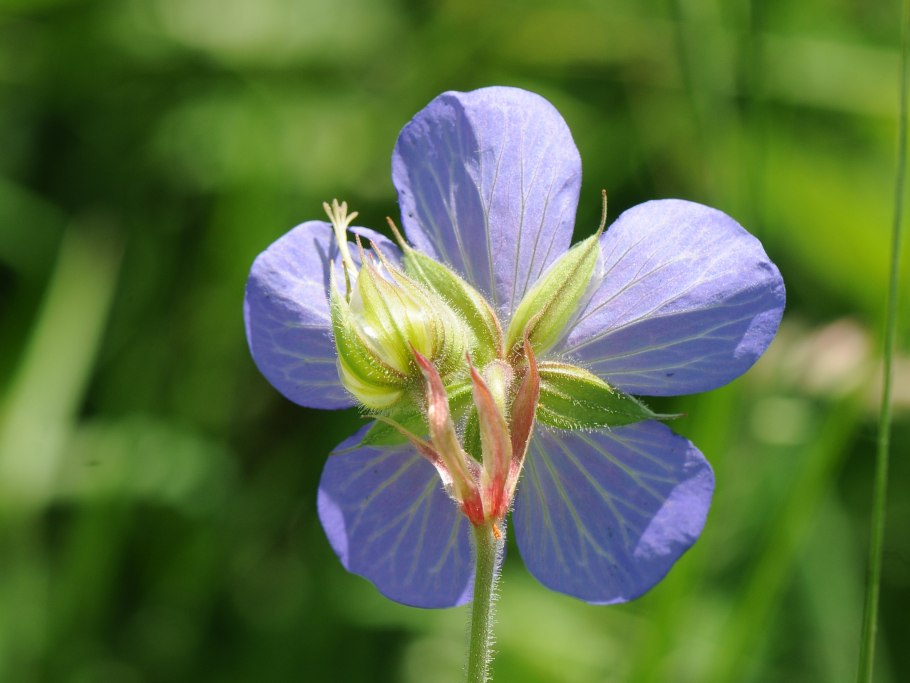 Geranium himalayense Plenum Birch Double