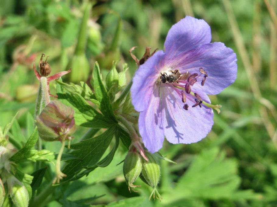 Герань Geranium pratense Purple Ghost